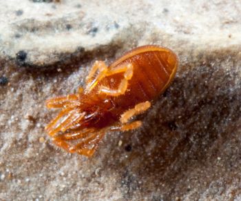 Media type: image; Invertebrate Zoology 132373